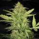 Lemon Skunk Auto - BIOGENETIC | TanieSianie.pl