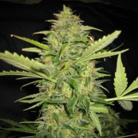 Lemon Skunk Auto - BIOGENETIC | TanieSianie.pl