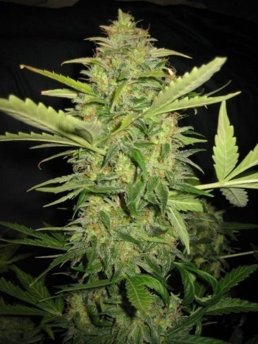 Lemon Skunk Auto - BIOGENETIC | TanieSianie.pl