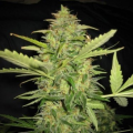 Lemon Skunk Auto - BIOGENETIC