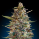 Jack Diesel Auto - BIOGENETIC | TanieSianie.pl