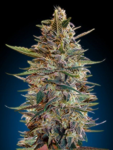 Jack Diesel Auto - BIOGENETIC | TanieSianie.pl