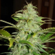 Hindu Kush Auto - BIOGENETIC | TanieSianie.pl