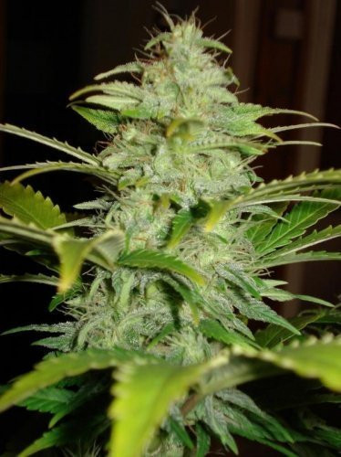 Hindu Kush Auto - BIOGENETIC | TanieSianie.pl