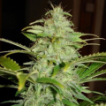 Hindu Kush Auto - BIOGENETIC