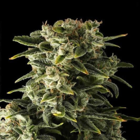 Haze Auto - BIOGENETIC | TanieSianie.pl