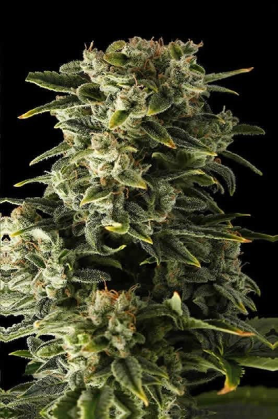 Haze Auto - BIOGENETIC | TanieSianie.pl