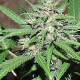 Great White Shark Auto - BIOGENETIC | TanieSianie.pl