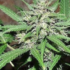 Great White Shark Auto - BIOGENETIC | TanieSianie.pl