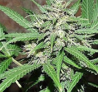 Great White Shark Auto - BIOGENETIC | TanieSianie.pl