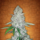 Gorilla Glue Auto - BIOGENETIC | TanieSianie.pl