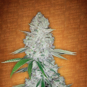 Gorilla Glue Auto - BIOGENETIC | TanieSianie.pl