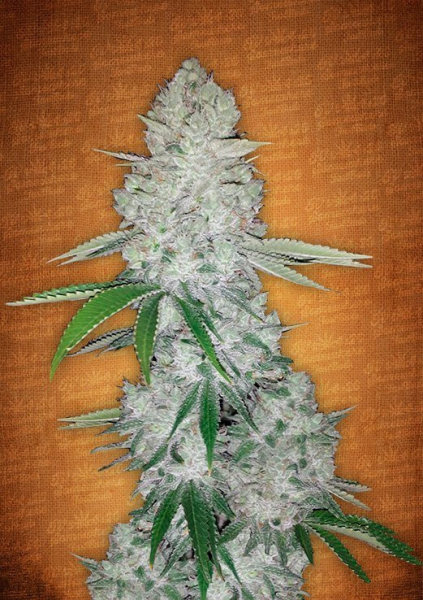 Gorilla Glue Auto - BIOGENETIC | TanieSianie.pl