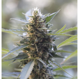 Early Skunk - BIOGENETIC | TanieSianie.pl