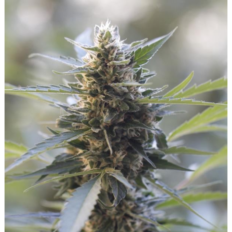 Early Skunk - BIOGENETIC | TanieSianie.pl