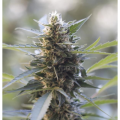 Early Skunk - BIOGENETIC