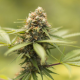 Durban Poison - BIOGENETIC | TanieSianie.pl