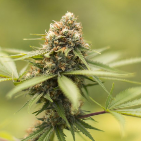 Durban Poison - BIOGENETIC | TanieSianie.pl