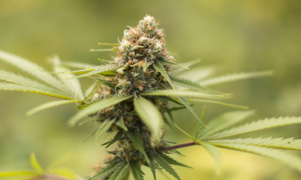 Durban Poison - BIOGENETIC | TanieSianie.pl