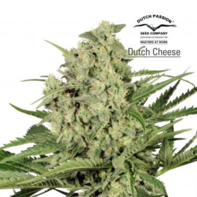 Dutch Cheese - DUTCH PASSION | TanieSianie.pl