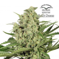 Dutch Cheese - DUTCH PASSION