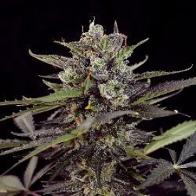 Critical Purple Auto - BIOGENETIC | TanieSianie.pl