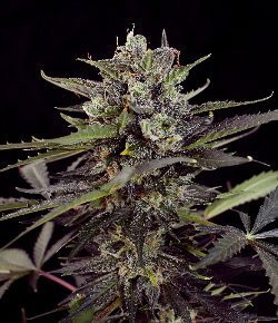Critical Purple Auto - BIOGENETIC | TanieSianie.pl
