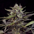 Critical Purple Auto - BIOGENETIC
