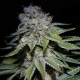 Chocolope Auto - BIOGENETIC | TanieSianie.pl