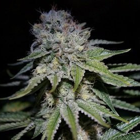 Chocolope Auto - BIOGENETIC | TanieSianie.pl