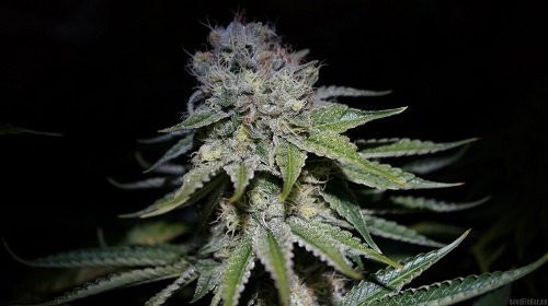 Chocolope Auto - BIOGENETIC | TanieSianie.pl
