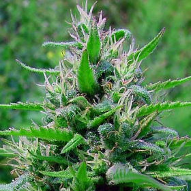 Bubblegum Auto - BIOGENETIC | TanieSianie.pl