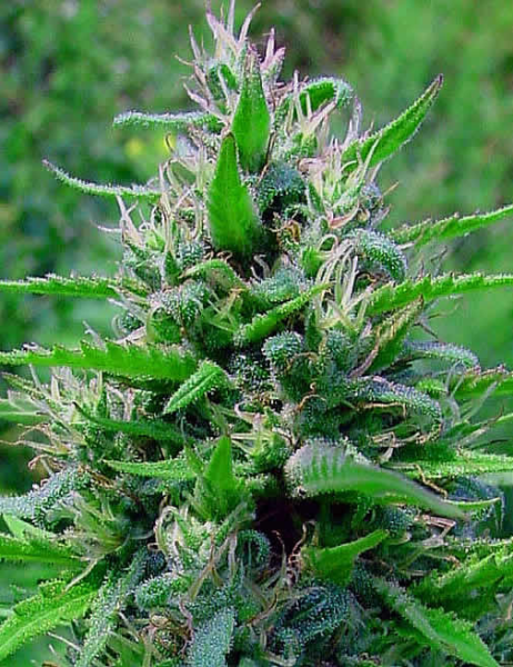 Bubblegum Auto - BIOGENETIC | TanieSianie.pl