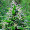 Bubblegum Auto - BIOGENETIC