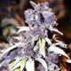 Blueberry Auto - BIOGENETIC | TanieSianie.pl