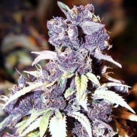 Blueberry Auto - BIOGENETIC | TanieSianie.pl