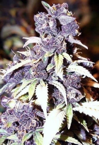 Blueberry Auto - BIOGENETIC | TanieSianie.pl
