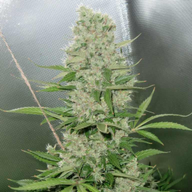 Blue Mazar Auto - BIOGENETIC | TanieSianie.pl