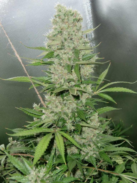 Blue Mazar Auto - BIOGENETIC | TanieSianie.pl