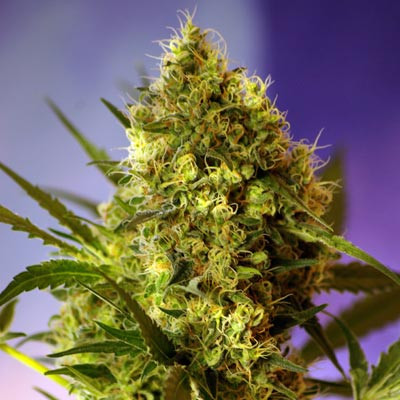 Big Devil Auto - BIOGENETIC | TanieSianie.pl