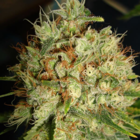 Big Bud Auto - BIOGENETIC | TanieSianie.pl