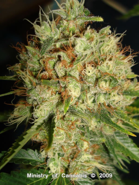 Big Bud Auto - BIOGENETIC | TanieSianie.pl