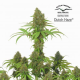 Dutch Haze - DUTCH PASSION | TanieSianie.pl