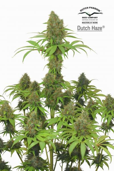 Dutch Haze - DUTCH PASSION | TanieSianie.pl