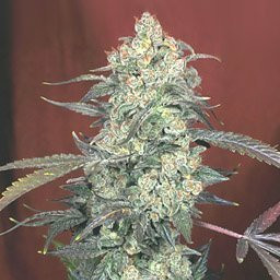 Auto AK47 - BIOGENETIC | TanieSianie.pl