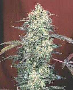 Auto AK47 - BIOGENETIC | TanieSianie.pl