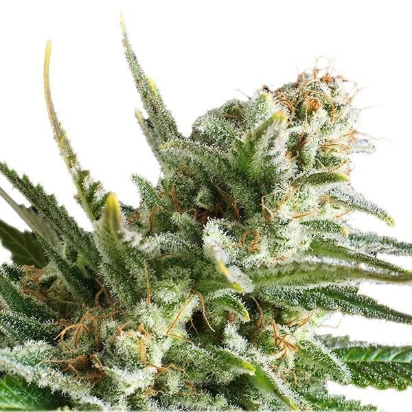 Amnesia Haze Auto - BIOGENETIC | TanieSianie.pl
