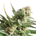 Amnesia Haze Auto - BIOGENETIC