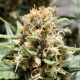 Purple Maroc Fast - BIOGENETIC | TanieSianie.pl