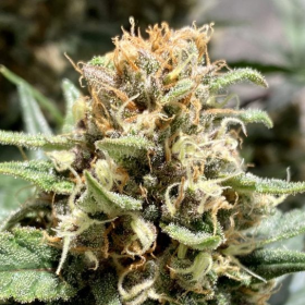 Purple Maroc Fast - BIOGENETIC | TanieSianie.pl